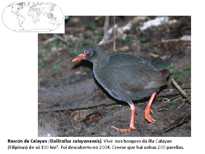 Rascón de Calayan (Gallirallus calayanensis). Vive nos bosques da illa Calayan (Filipinas) de só
