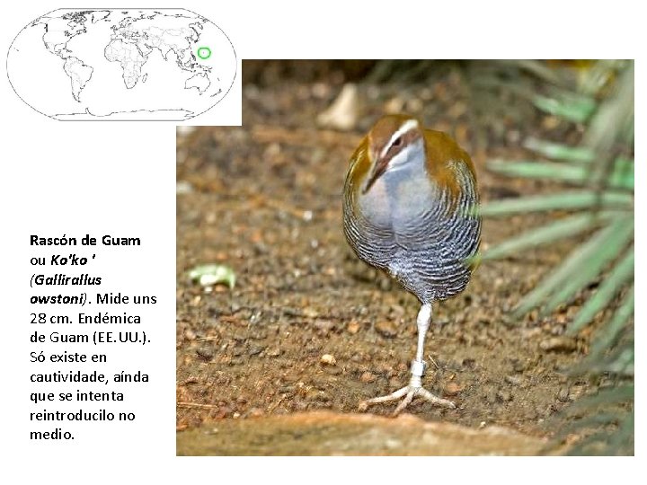 Rascón de Guam ou Ko'ko ' (Gallirallus owstoni). Mide uns 28 cm. Endémica de
