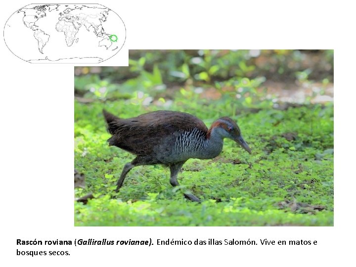 Rascón roviana (Gallirallus rovianae). Endémico das illas Salomón. Vive en matos e bosques secos.