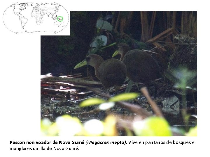 Rascón non voador de Nova Guiné (Megacrex inepta). Vive en pantanos de bosques e