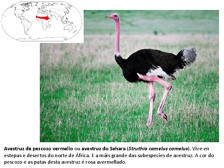 Avestruz de pescozo vermello ou avestruz do Sahara (Struthio camelus). Vive en estepas e