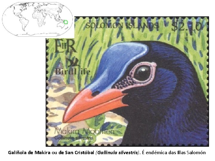 Galiñola de Makira ou de San Cristóbal (Gallinula silvestris). É endémica das Illas Salomón