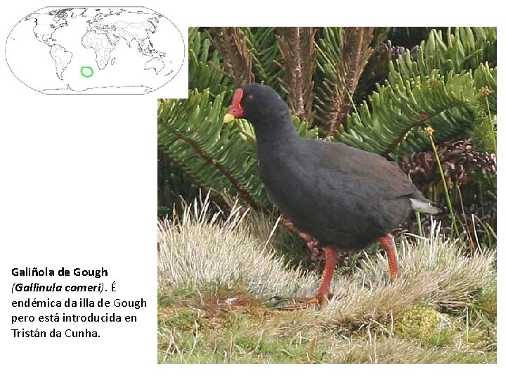 Galiñola de Gough (Gallinula comeri). É endémica da illa de Gough pero está introducida