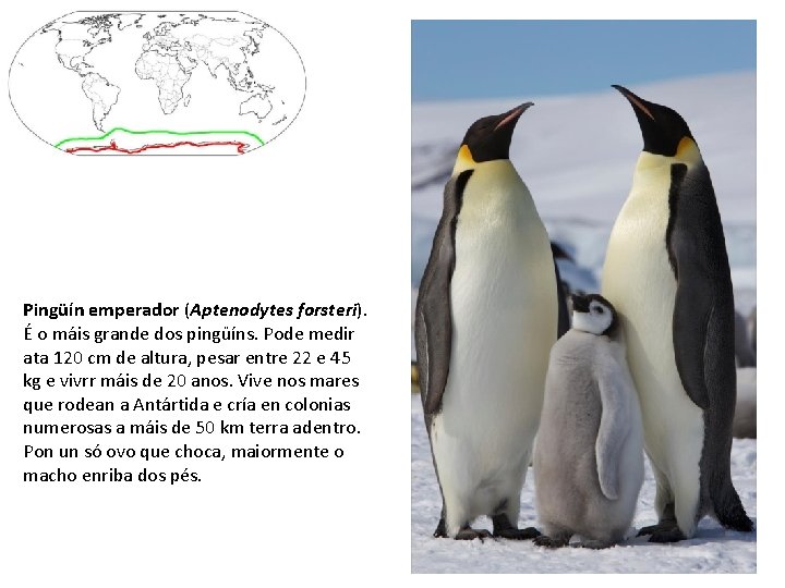 Pingüín emperador (Aptenodytes forsteri). É o máis grande dos pingüíns. Pode medir ata 120