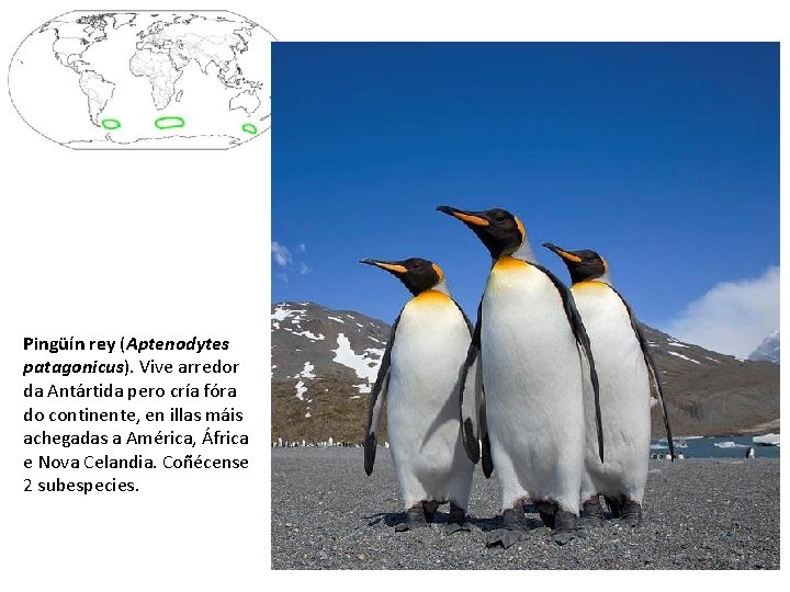 Pingüín rey (Aptenodytes patagonicus). Vive arredor da Antártida pero cría fóra do continente, en