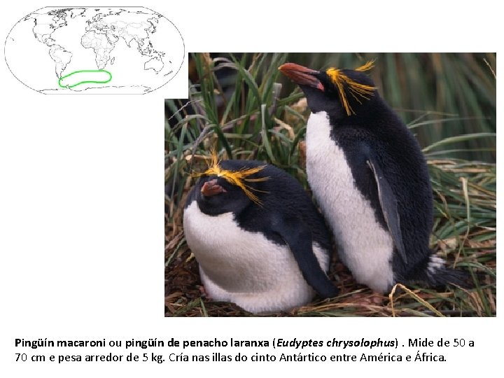 Pingüín macaroni ou pingüín de penacho laranxa (Eudyptes chrysolophus). Mide de 50 a 70