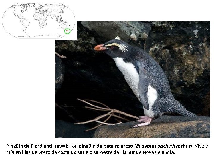Pingüín de Fiordland, tawaki ou pingüín de peteiro groso (Eudyptes pachyrhynchus). Vive e cría