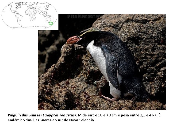 Pingüín das Snares (Eudyptes robustus). Mide entre 50 e 70 cm e pesa entre