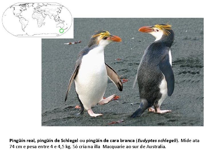 Pingüín real, pingüín de Schlegel ou pingüín de cara branca (Eudyptes schlegeli). Mide ata