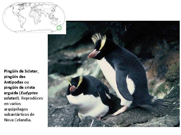Pingüín de Sclater, pingüín das Antípodas ou pingüín de crista erguida (Eudyptes sclateri). Reprodúces