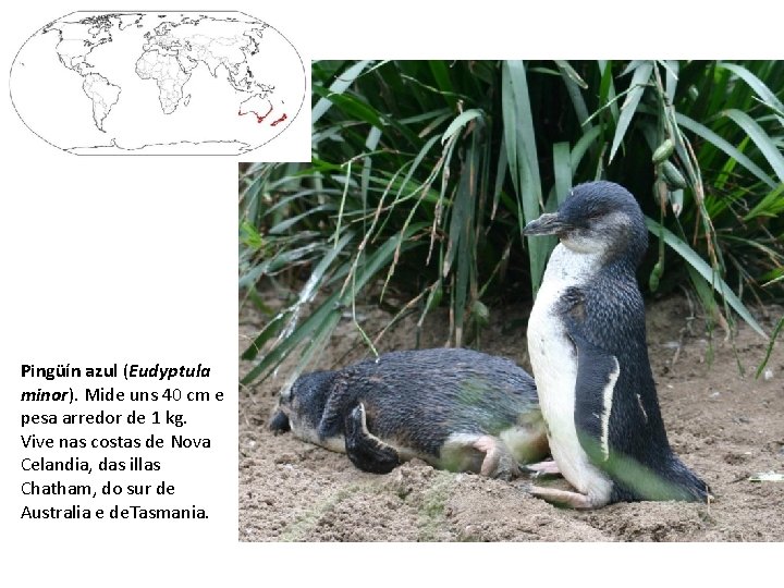 Pingüín azul (Eudyptula minor). Mide uns 40 cm e pesa arredor de 1 kg.
