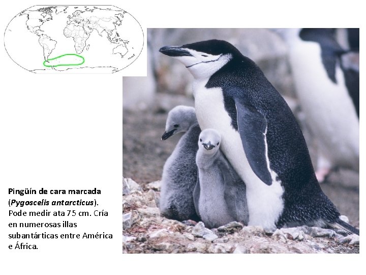 Pingüín de cara marcada (Pygoscelis antarcticus). Pode medir ata 75 cm. Cría en numerosas