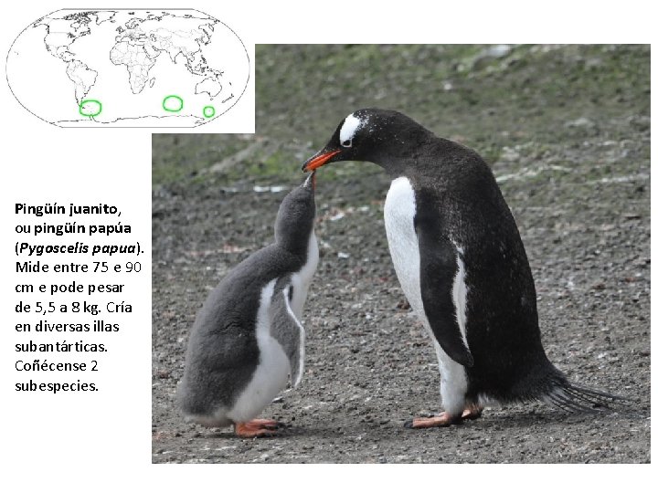 Pingüín juanito, ou pingüín papúa (Pygoscelis papua). Mide entre 75 e 90 cm e