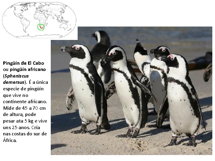 Pingüín de El Cabo ou pingüín africano (Spheniscus demersus). É a única especie de