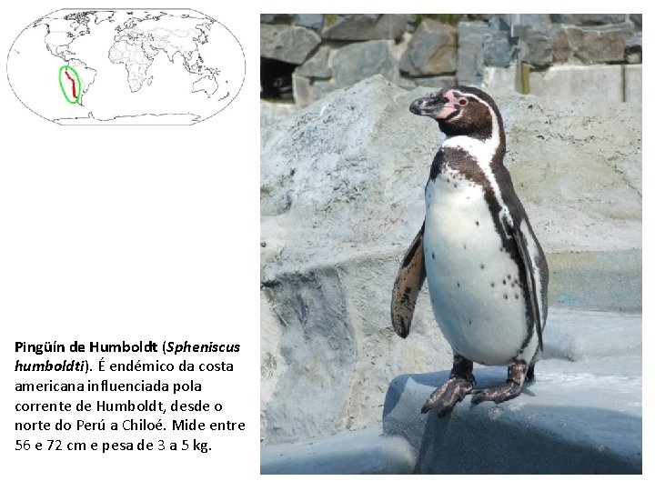 Pingüín de Humboldt (Spheniscus humboldti). É endémico da costa americana influenciada pola corrente de