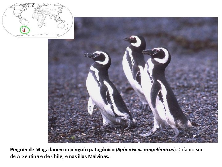 Pingüín de Magallanes ou pingüín patagónico (Spheniscus magellanicus). Cría no sur de Arxentina e