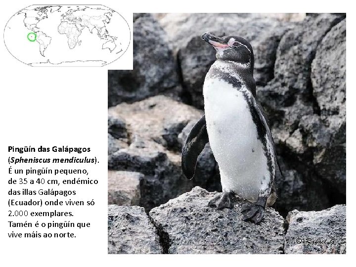 Pingüín das Galápagos (Spheniscus mendiculus). É un pingüín pequeno, de 35 a 40 cm,