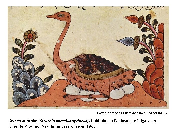 Avestruz árabe dun libro de animais do século XIV. Avestruz árabe (Struthio camelus syriacus).