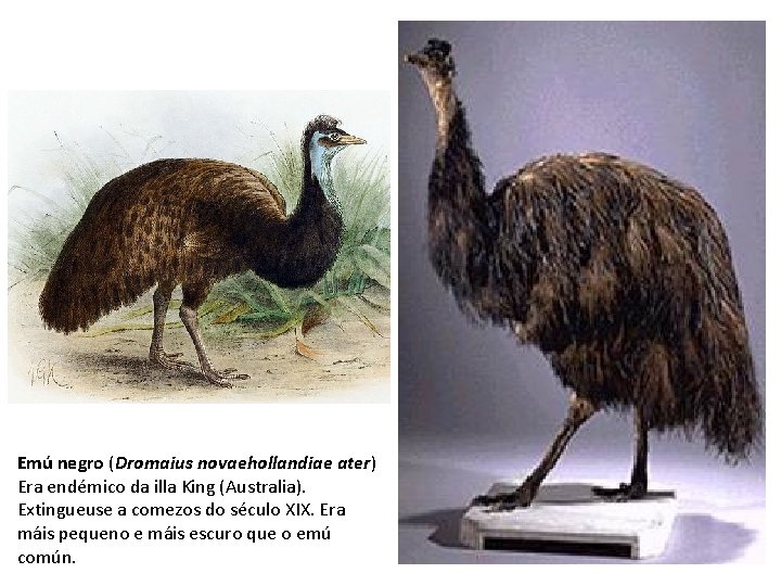 Emú negro (Dromaius novaehollandiae ater) Era endémico da illa King (Australia). Extingueuse a comezos