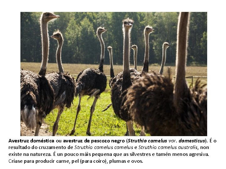 Avestruz doméstica ou avestruz de pescozo negro (Struthio camelus var. domesticus). É o resultado