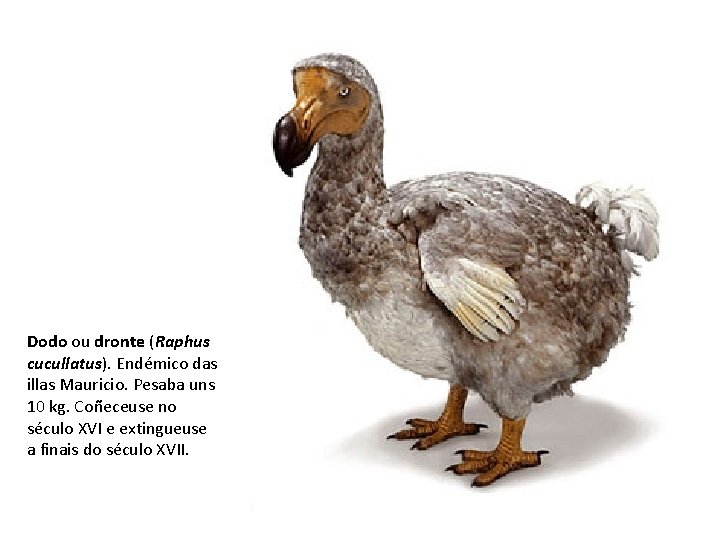 Dodo ou dronte (Raphus cucullatus). Endémico das illas Mauricio. Pesaba uns 10 kg. Coñeceuse