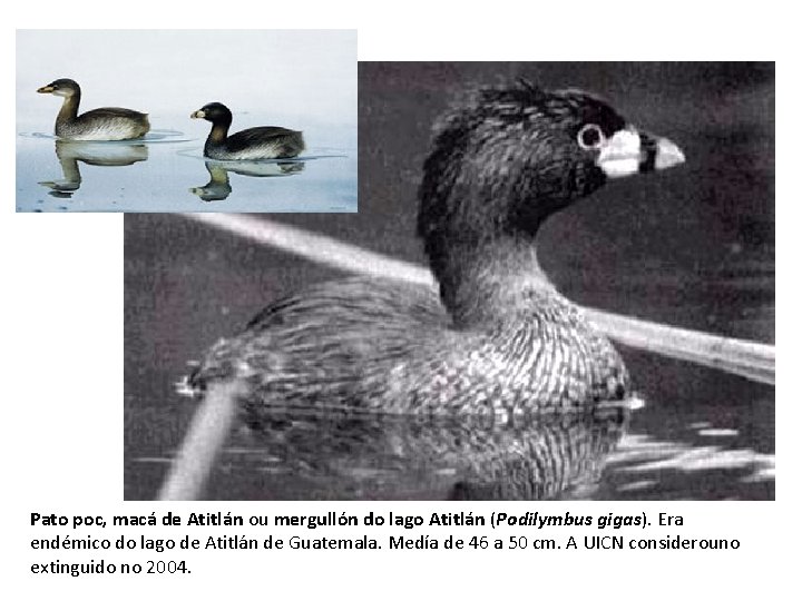 Pato poc, macá de Atitlán ou mergullón do lago Atitlán (Podilymbus gigas). Era endémico