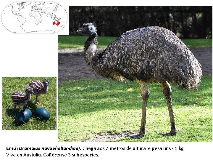 Emú (Dromaius novaehollandiae). Chega aos 2 metros de altura e pesa uns 45 kg.