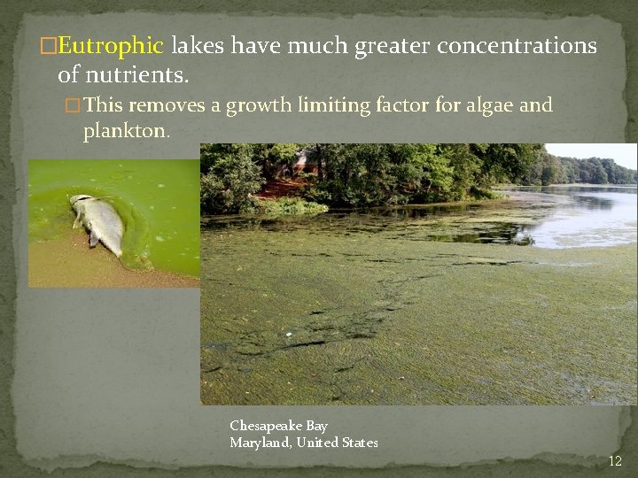 �Eutrophic lakes have much greater concentrations of nutrients. � This removes a growth limiting