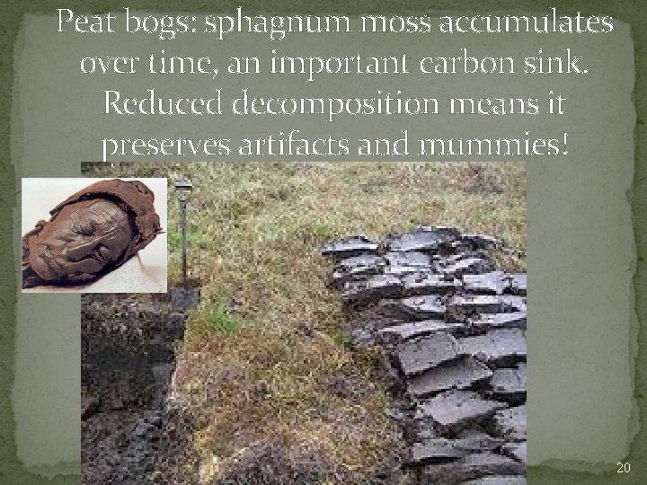 Peat bogs: sphagnum moss accumulates over time, an important carbon sink. Reduced decomposition means