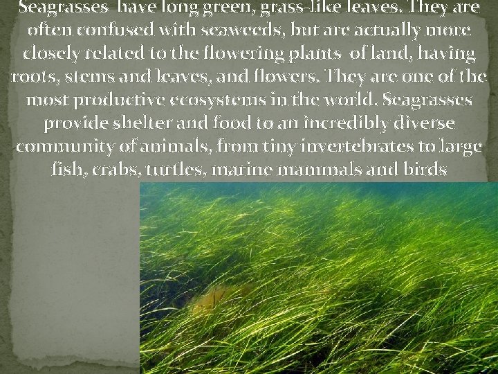 Seagrasses have long green, grass-like leaves. They are often confused with seaweeds, but are