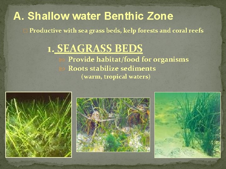 A. Shallow water Benthic Zone � Productive with sea grass beds, kelp forests and