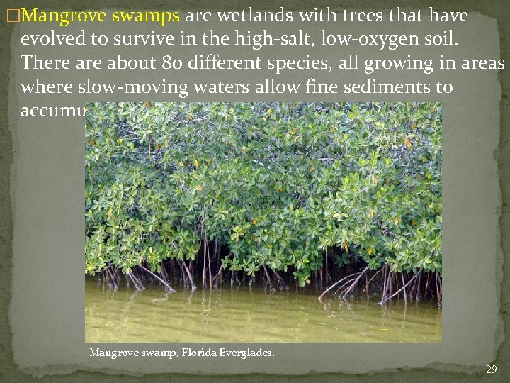 �Mangrove swamps are wetlands with trees that have evolved to survive in the high-salt,