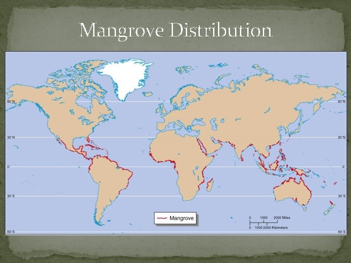 Mangrove Distribution 