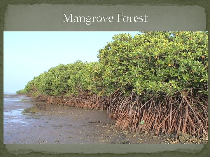 Mangrove Forest 