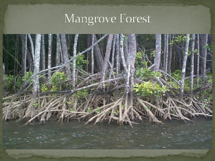 Mangrove Forest 