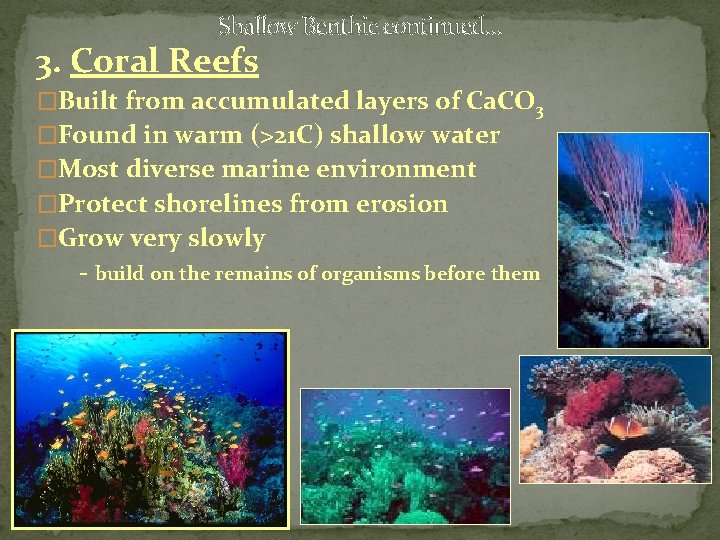 Shallow Benthic continued… 3. Coral Reefs �Built from accumulated layers of Ca. CO 3