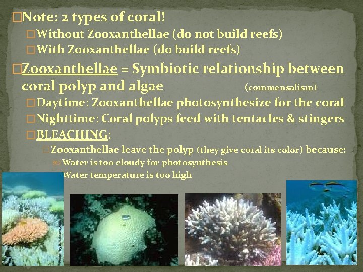 �Note: 2 types of coral! � Without Zooxanthellae (do not build reefs) � With