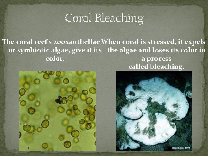 Coral Bleaching The coral reef's zooxanthellae, When coral is stressed, it expels or symbiotic