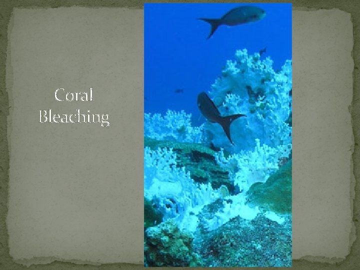 Coral Bleaching 