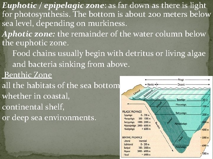 Euphotic / epipelagic zone: as far down as there is light for photosynthesis. The