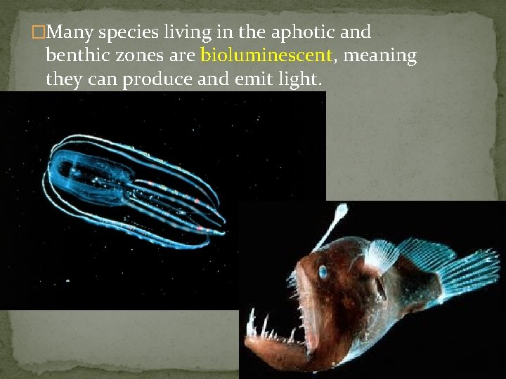 �Many species living in the aphotic and benthic zones are bioluminescent, meaning they can