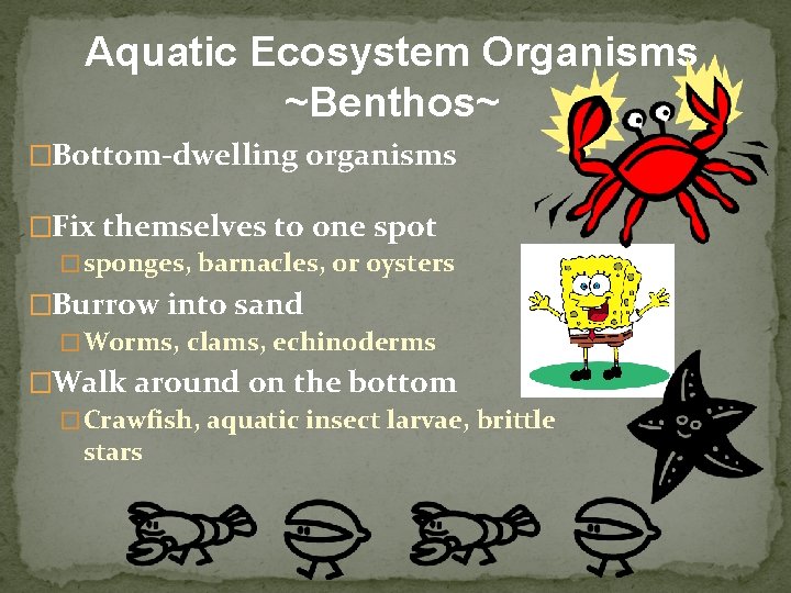 Aquatic Ecosystem Organisms ~Benthos~ �Bottom-dwelling organisms �Fix themselves to one spot � sponges, barnacles,