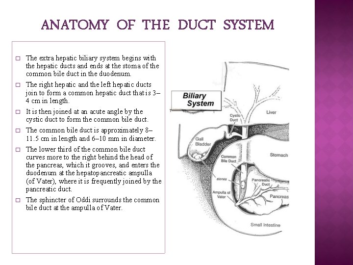 ANATOMY OF THE DUCT SYSTEM � � � The extra hepatic biliary system begins ANATOMY OF THE DUCT SYSTEM � � � The extra hepatic biliary system begins