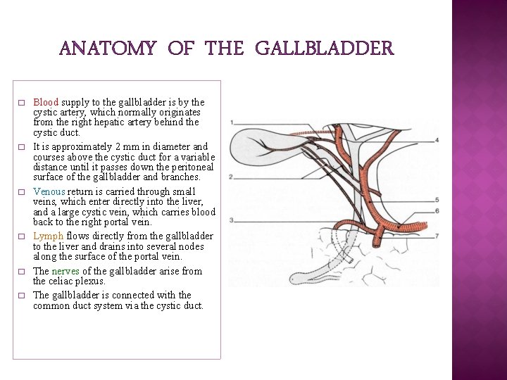 ANATOMY OF THE GALLBLADDER � � � Blood supply to the gallbladder is by ANATOMY OF THE GALLBLADDER � � � Blood supply to the gallbladder is by