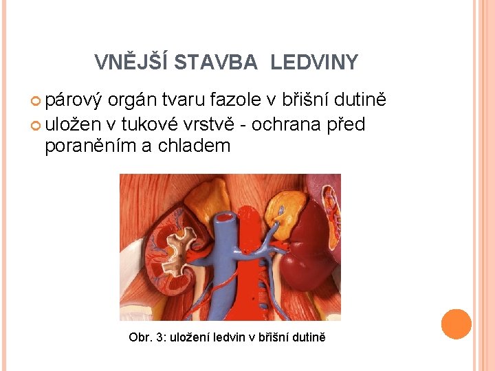 VNĚJŠÍ STAVBA LEDVINY párový orgán tvaru fazole v břišní dutině uložen v tukové vrstvě