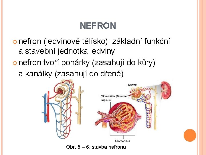 NEFRON nefron (ledvinové tělísko): základní funkční a stavební jednotka ledviny nefron tvoří pohárky (zasahují