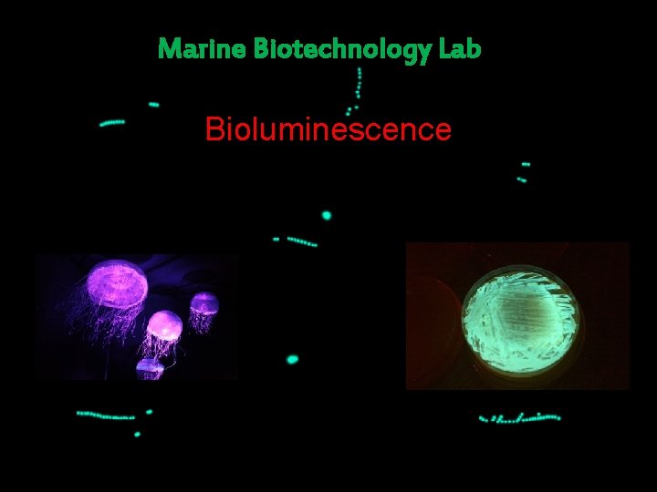 Marine Biotechnology Lab Bioluminescence 