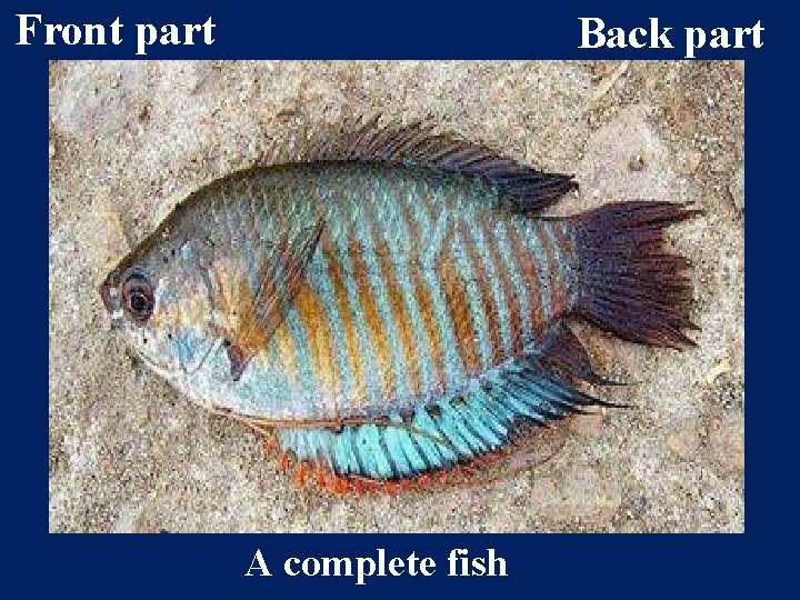 Front part Back part A complete fish 