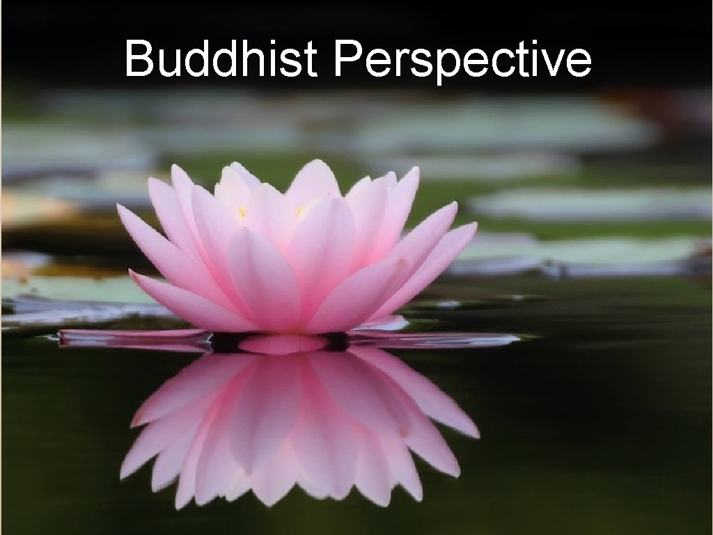 Buddhist Perspective 