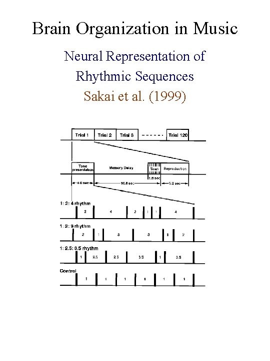 Brain Organization in Music Neural Representation of Rhythmic Sequences Sakai et al. (1999) 